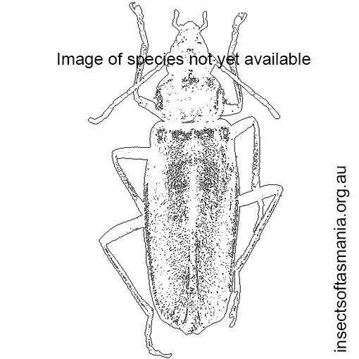 Species image