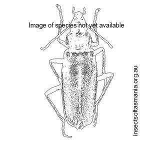 Chauliognathus appendiculatus