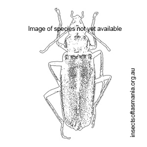 Heteromastix tasmaniensis