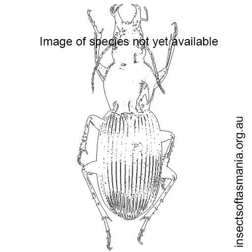 Species image