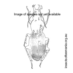 Tasmanitachoides erwini