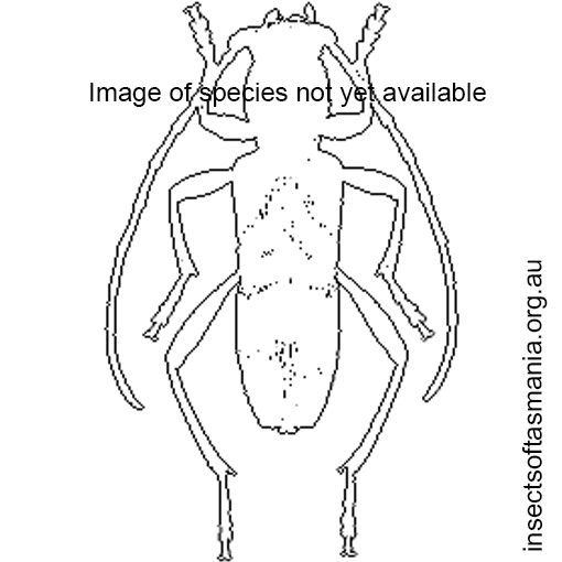 Species image