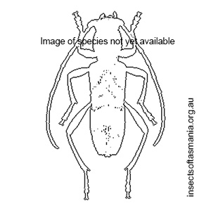 Nenenia thoracica