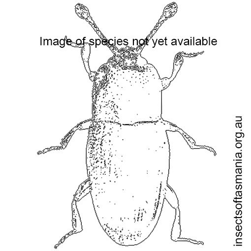 Species image