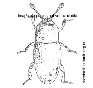 Philothermus parviceps