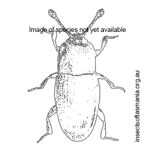 Philothermus rotundus