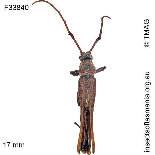 Species image