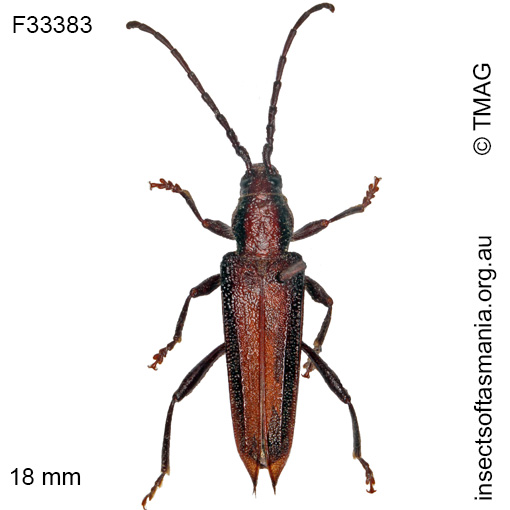 Species image