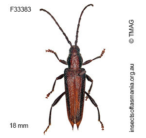 Brachytria erosa