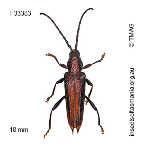 Brachytria erosa