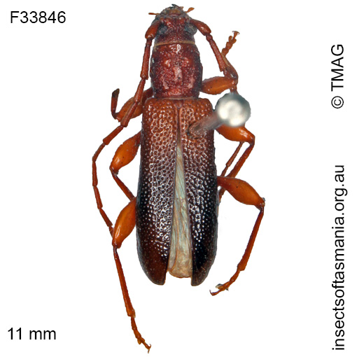 Species image