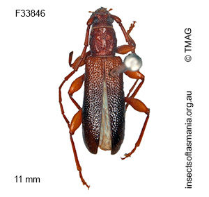 Callidiopis praecox
