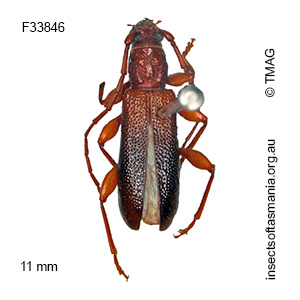 Callidiopis praecox