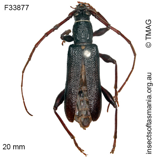 Species image