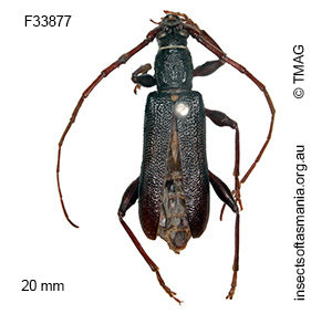 Callidiopis scutellaris