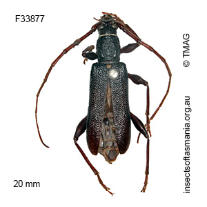 Callidiopis scutellaris