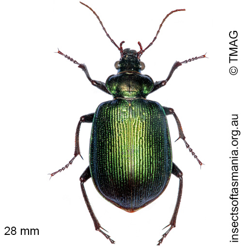 Species image