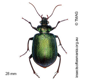 Calosoma schayeri