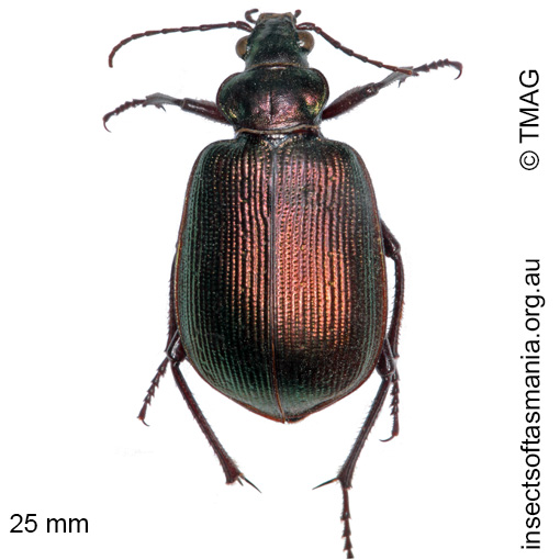 Species image