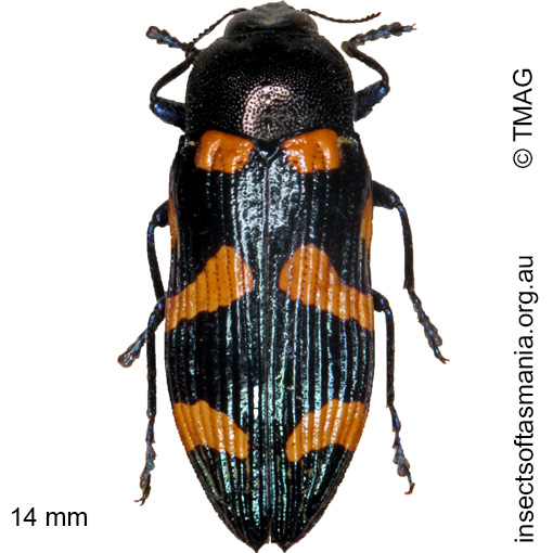 Species image