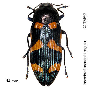 Castiarina australasiae