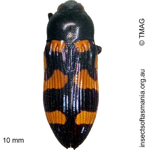 Species image