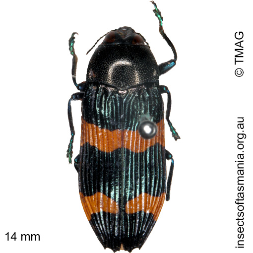 Species image