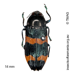 Castiarina bifasciata