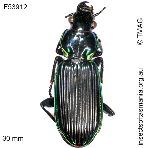 Species image