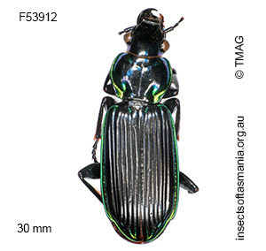 Catadromus lacordairei