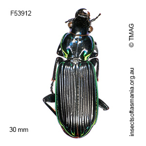 Catadromus lacordairei