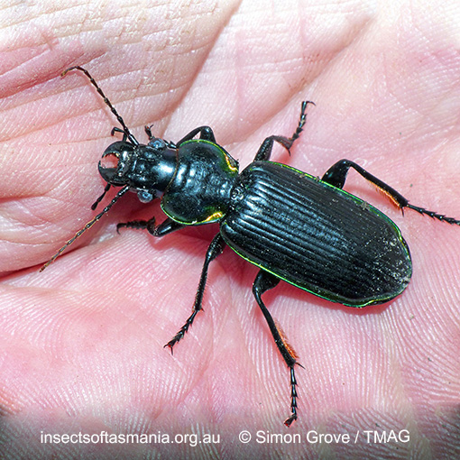 Species image