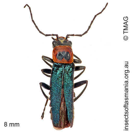 Species image