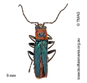 Chauliognathus tricolor