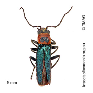 Chauliognathus tricolor