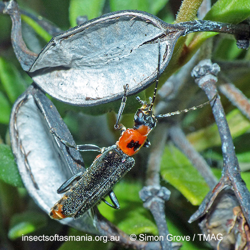 Species image