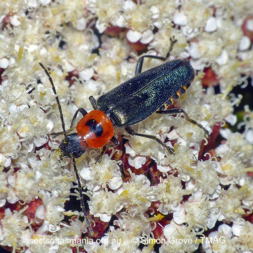 Species image