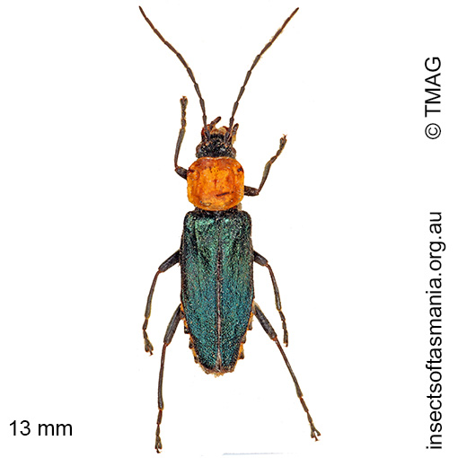 Species image