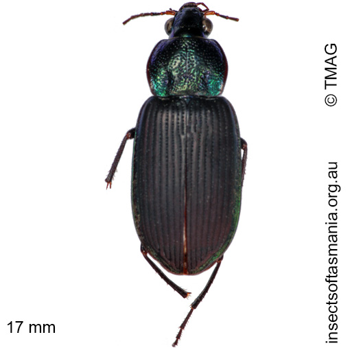 Species image