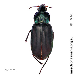 Chlaenius australis