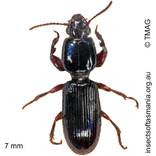 Species image