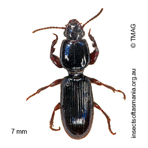 Clivina dilutipes