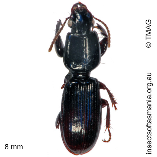 Species image
