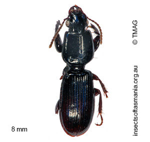 Clivina vagans