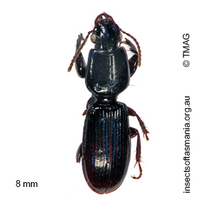 Clivina vagans