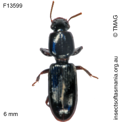 Species image
