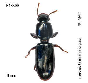 Clivina vittata