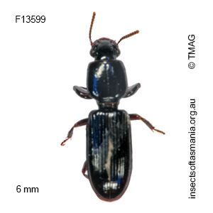 Clivina vittata