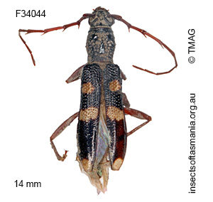 Coleocoptus senio