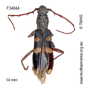 Coleocoptus senio